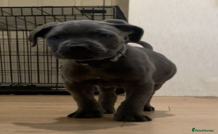 Cane Corso dogs - Advert 4