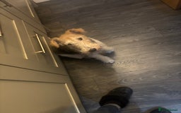 Fox Terrier dogs for sale: Wired Fox Terrier  - Image 3