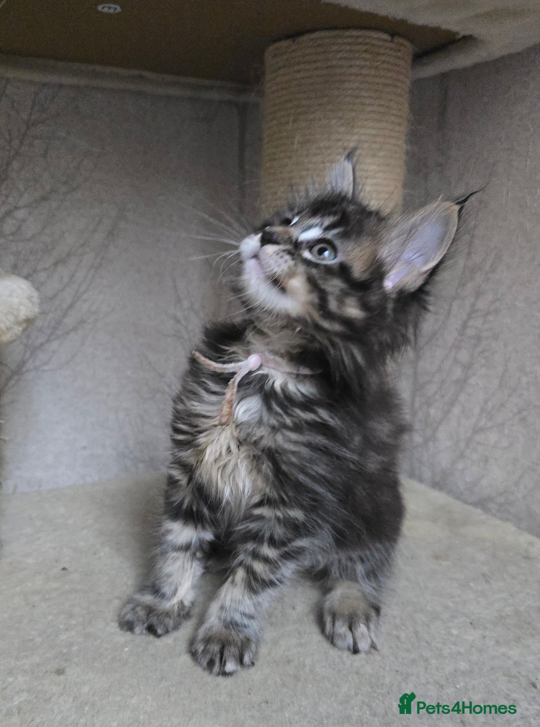 Maine Coon cats for sale: Beautiful TICA Pedigree Maine Coon Kittens - Advert 4