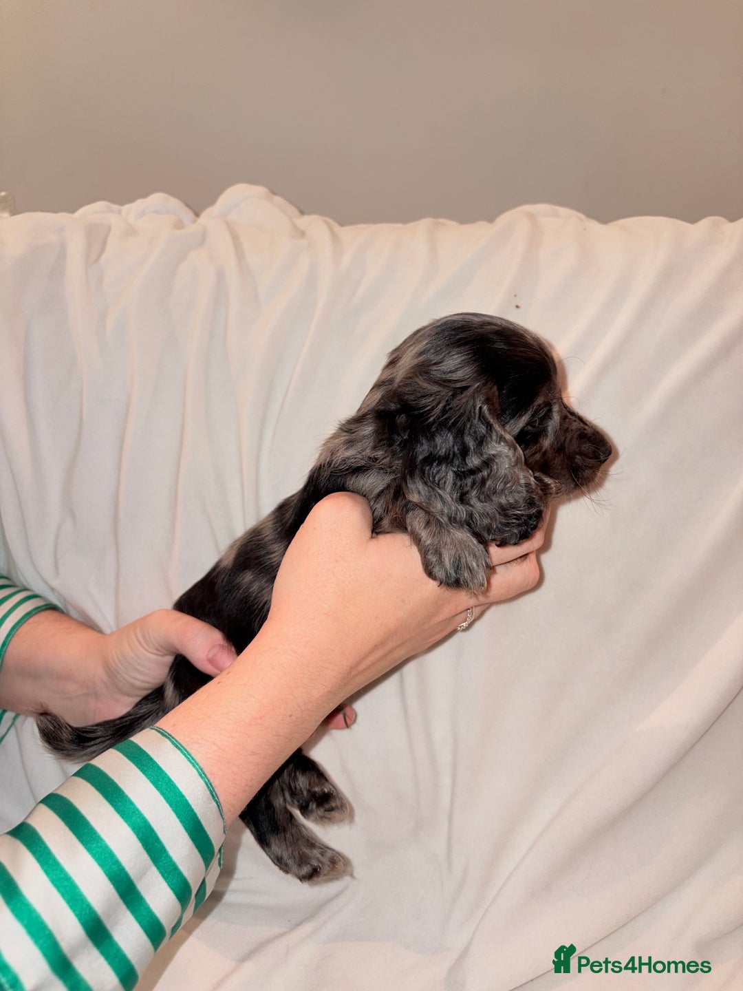 Mixed Breed dogs for sale: Daxipoo - Image 8