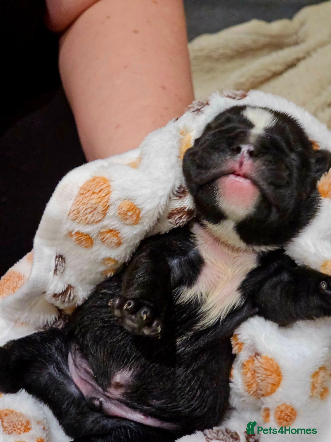 English Bulldog dogs for sale: KC Reg English Bulldogs Champion Bloodlines  - Image 29