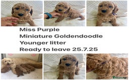 Goldendoodle dogs for sale: Top Quality Goldendoodle x Australian labradoodle  in Brough - Image 10