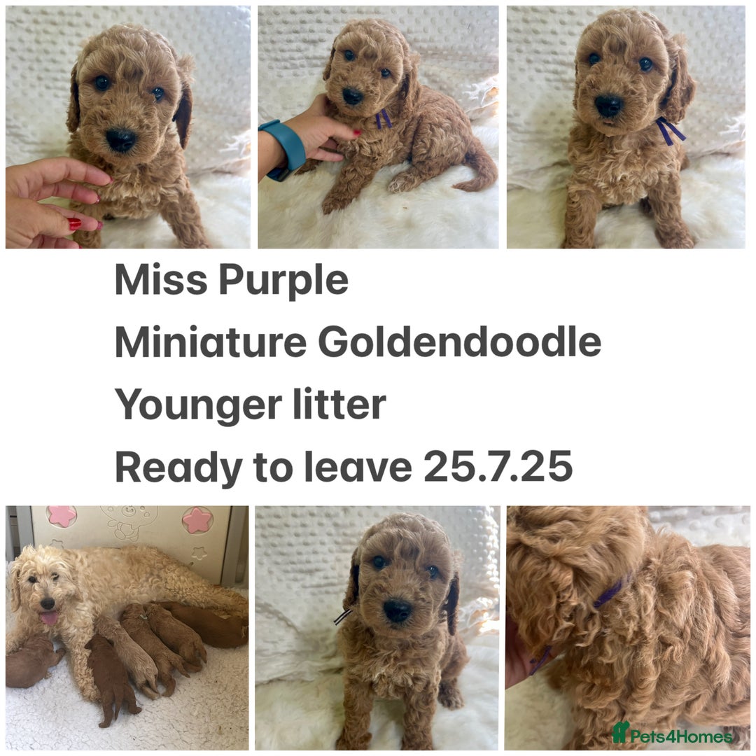 Goldendoodle dogs for sale: Top Quality Goldendoodle x Australian labradoodle  in Brough - Image 10