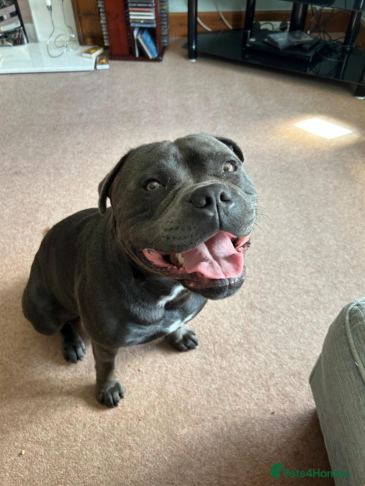 Staffordshire Bull Terrier dogs for stud: Blue Staffordshire Bull Terrier for Stud in Dundee - Advert 12