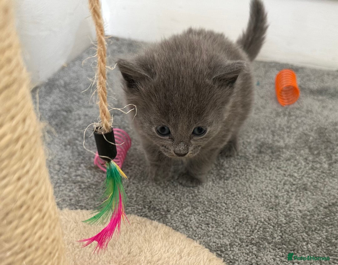 Russian Blue cats for sale: Russian Blue Kittens  - Advert 27