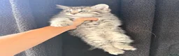 Mixed Breed cats for sale: Mixed breed tabby X ragdoll kittens - Advert 6