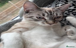 Bengal cats for sale: White bengal kitten  - Image 5