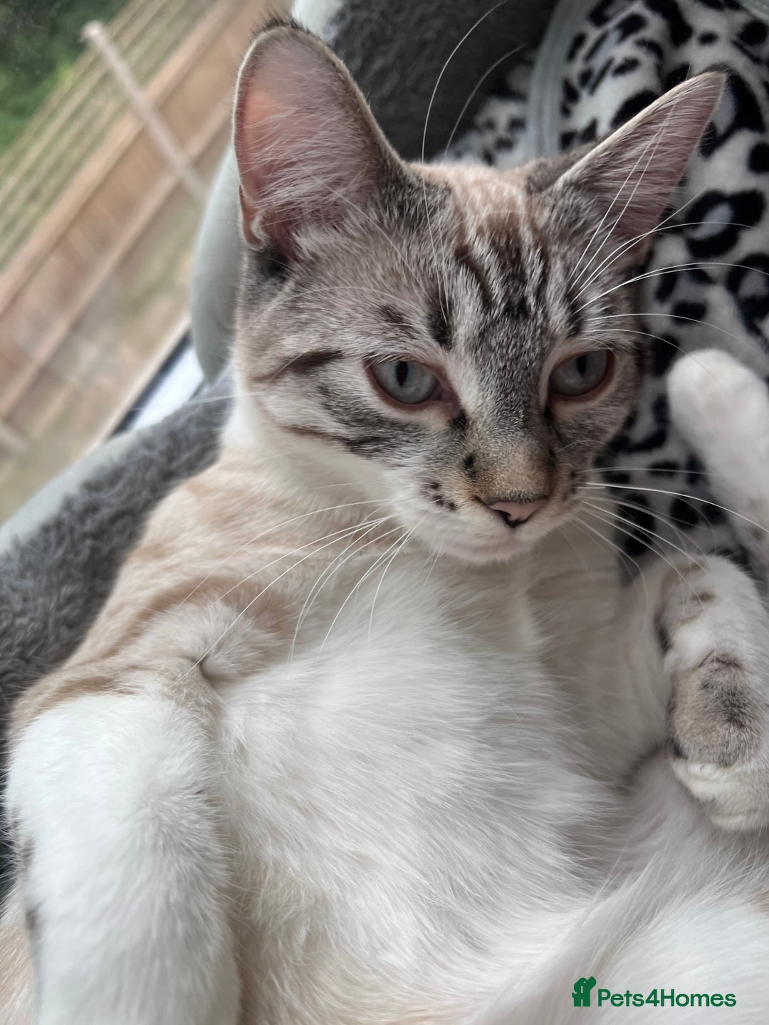 Bengal cats for sale: White bengal kitten  - Image 5