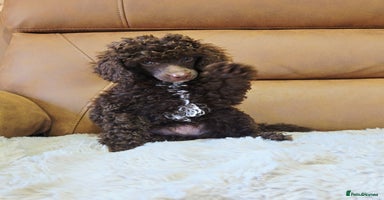 Toy Poodle dogs - Advert 5