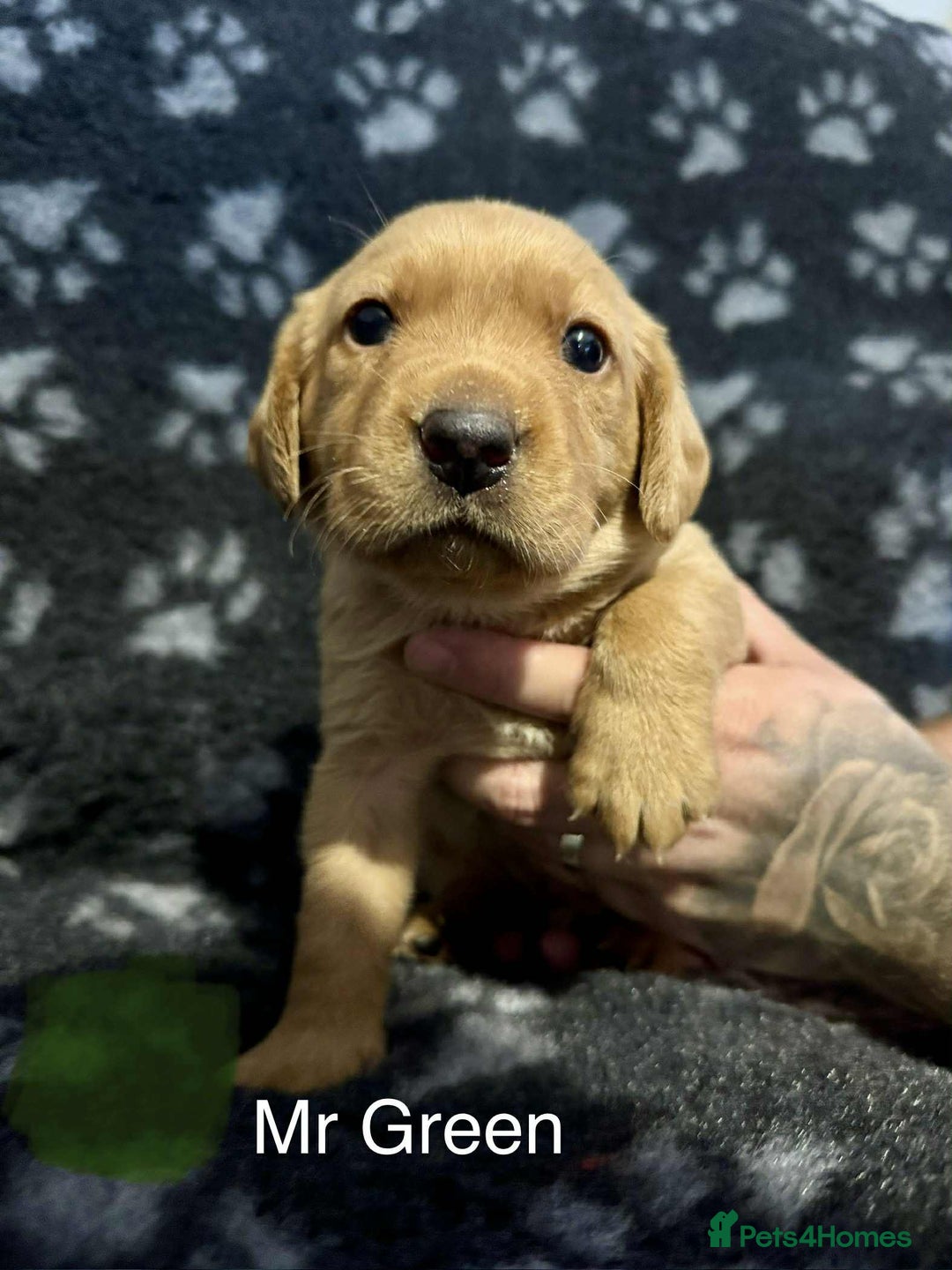 Labrador Retriever dogs for sale: Dudley Fox Red Labradors with FTCH in lineage - Advert 26