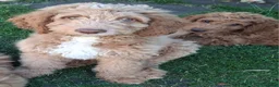 Mixed Breed dogs for sale: 3 Gorgeous Aussidoodles wanting to be re-homed  in Mountain Ash - Advert 13