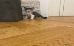 Mixed Breed cats for sale: 2 beautiful male kittens - Image 13