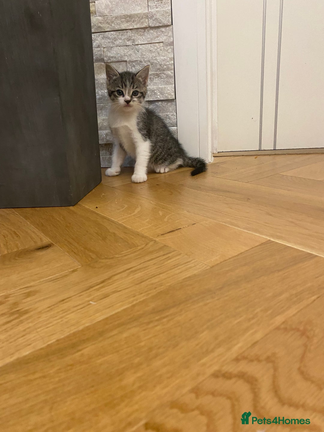 Mixed Breed cats for sale: 2 beautiful male kittens - Image 13