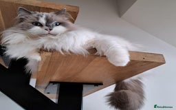 Ragdoll cats for sale: Loving Ragdoll girl for sale - Image 11