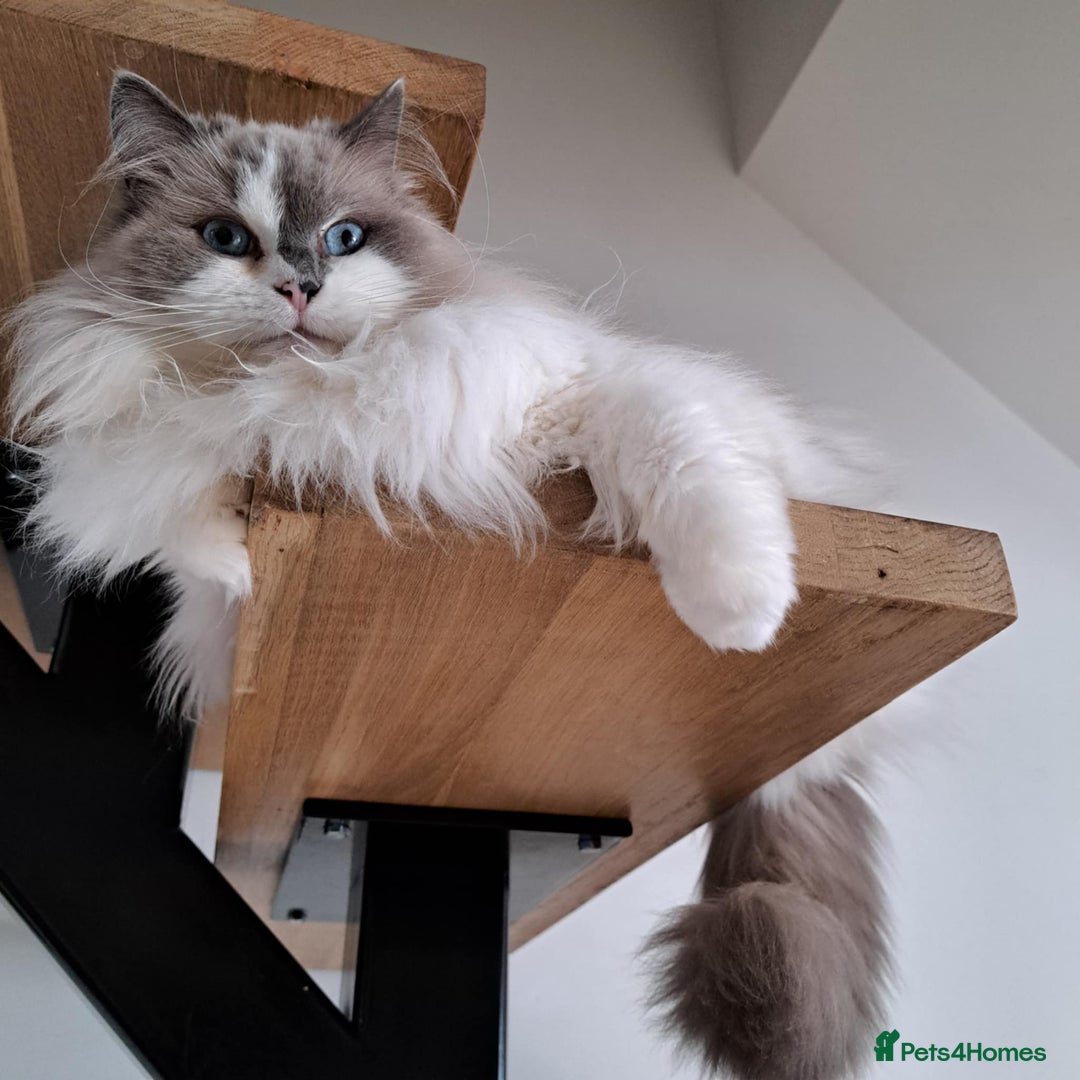 Ragdoll cats for sale: Loving Ragdoll girl for sale - Image 11