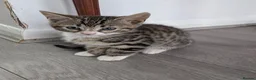 Bengal cats for sale: 4 Lovely bengals - ready to leave - Advert 9