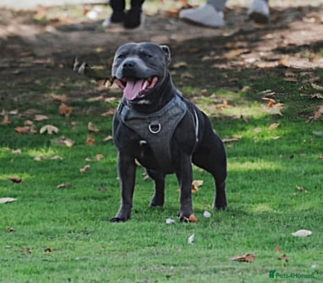 Staffordshire Bull Terrier dogs for stud: 👑Champion Blue Bloodline👑 - Axel - Image 1