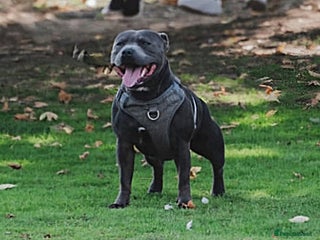 Staffordshire Bull Terrier dogs for stud - Advert 1