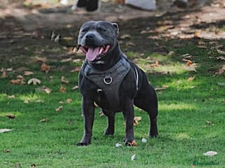 Staffordshire Bull Terrier dogs 👑Champion Blue Bloodline👑 - Axel - Advert 19