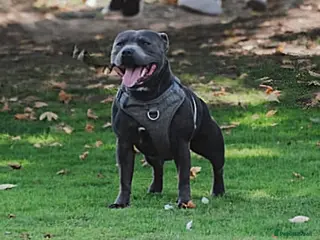 Staffordshire Bull Terrier dogs 👑Champion Blue Bloodline👑 - Axel - Advert 1