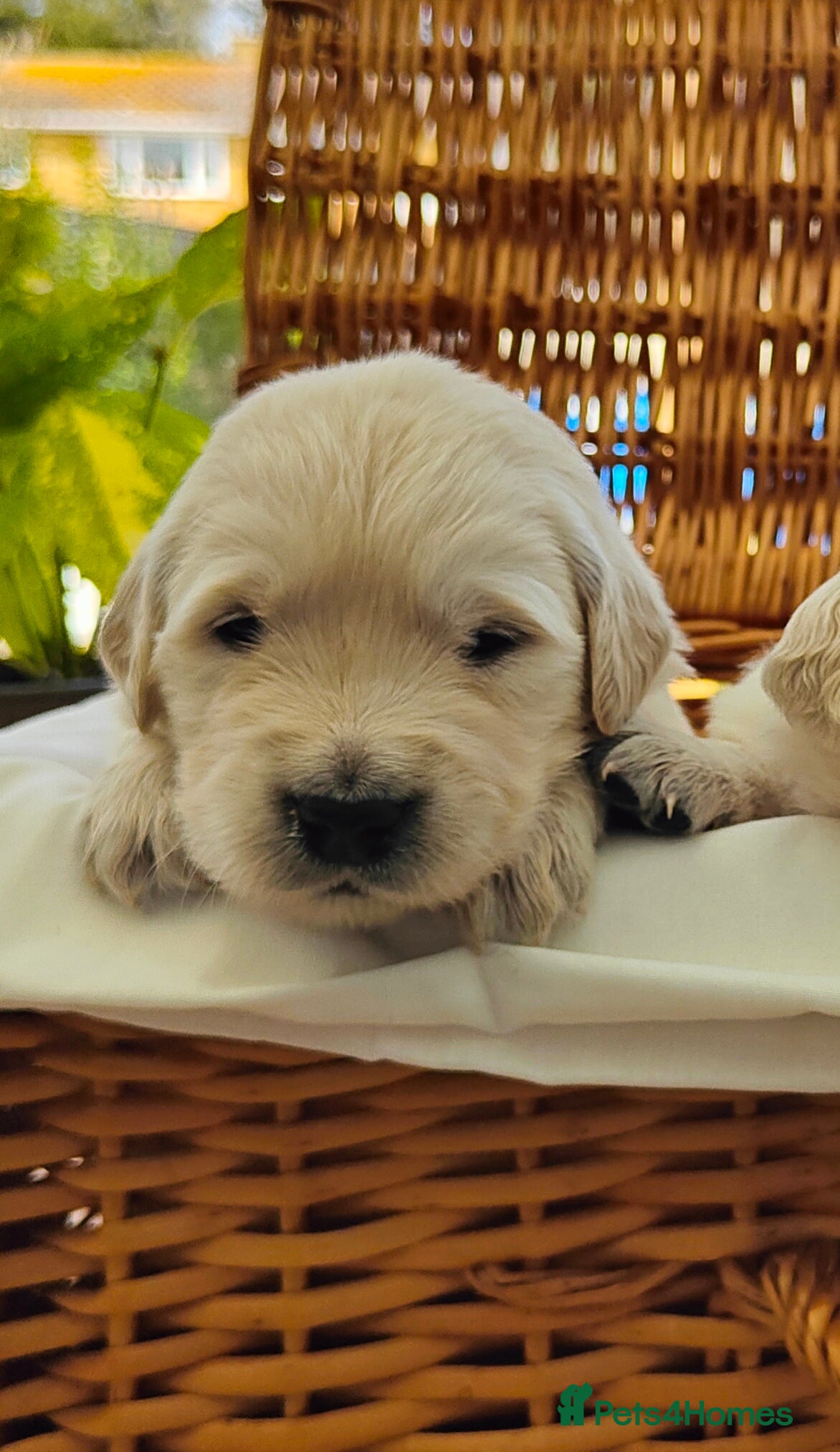 Golden Retriever dogs Gorgeous English Cream Golden Retriever Puppy's 🐾 - Advert 1