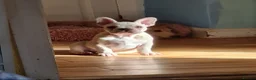 French Bulldog dogs for sale: Pedigree French Bulldog Girl 2yr. - Advert 3