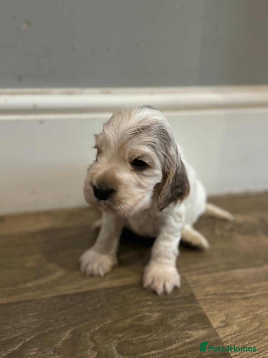 Cocker Spaniel dogs for sale: Exceptional litter of Show Type Cocker Spaniels - Advert 9