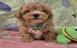 Maltipoo dogs for sale: Small Maltipoo boys ❤️❤️❤️ READY NOW 🫶 - Image 6