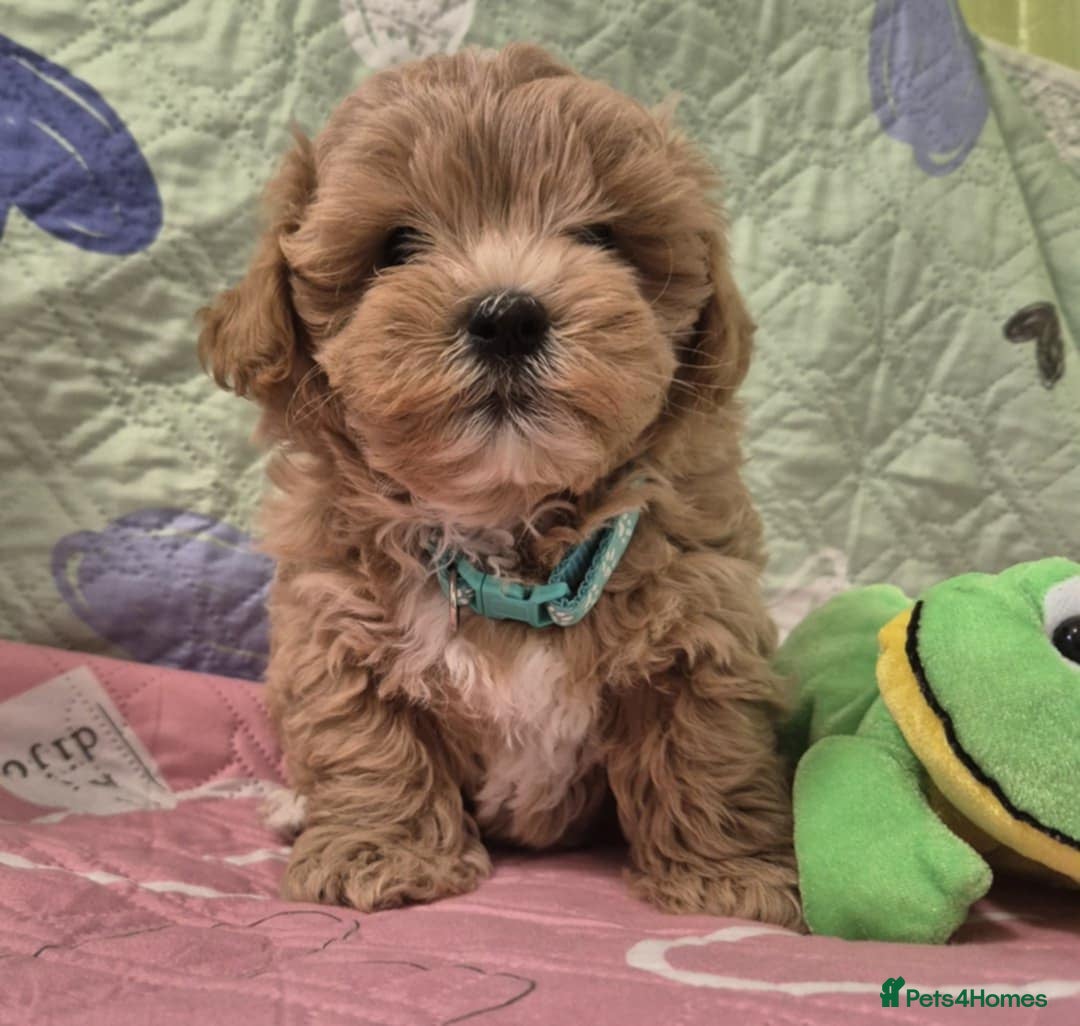 Maltipoo dogs for sale: Small Maltipoo boys ❤️❤️❤️ READY NOW 🫶 - Image 6