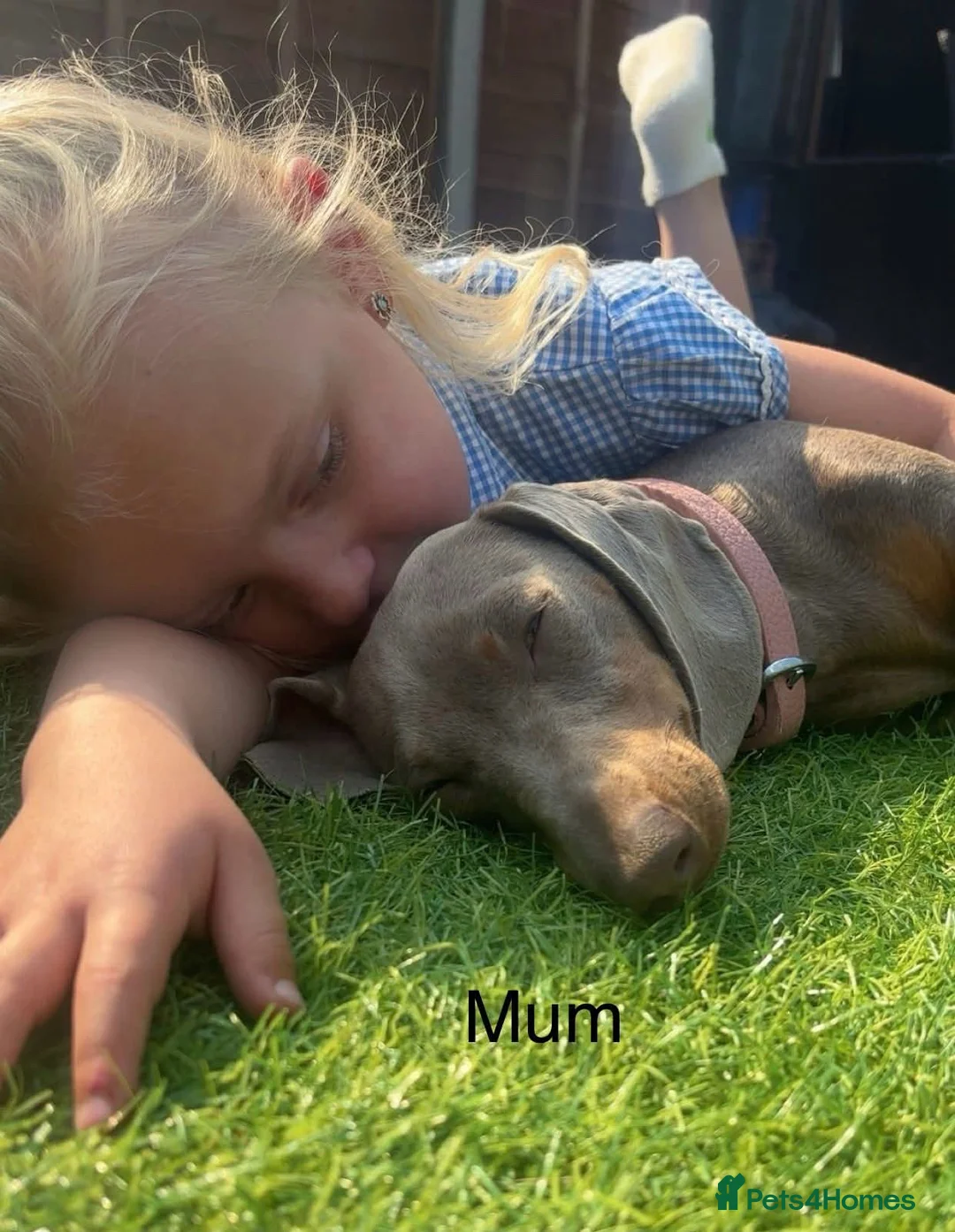 Dachshund dogs for sale: 2 male pups left  - Advert 1