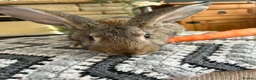 Continental Giant rabbits for sale: Continental giant buck - Advert 14