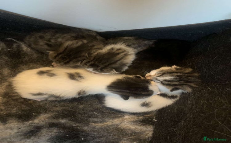 Mixed Breed cats - Advert 2