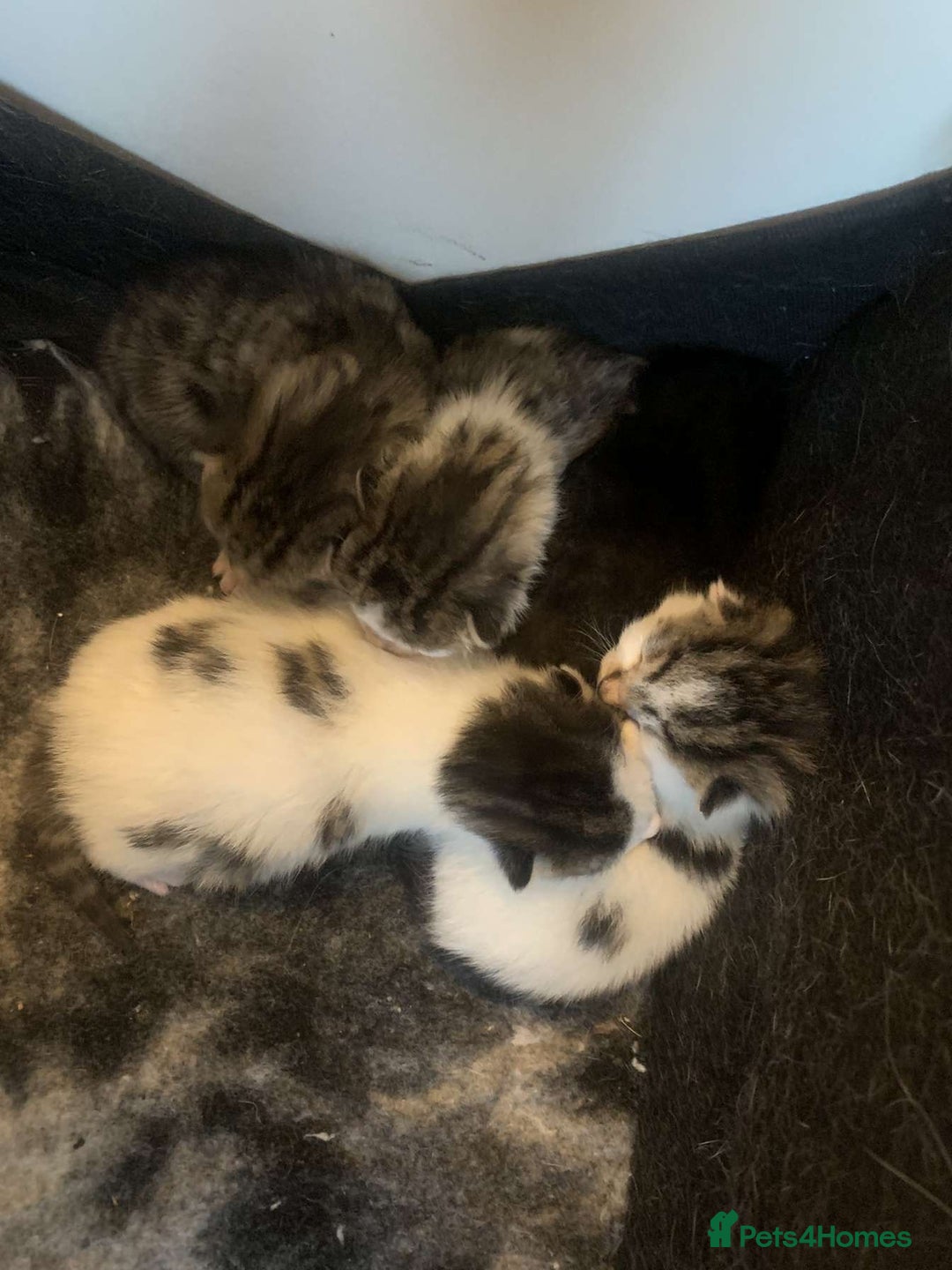 Mixed Breed cats for sale: 5 beautiful kittens for sale - Image 1