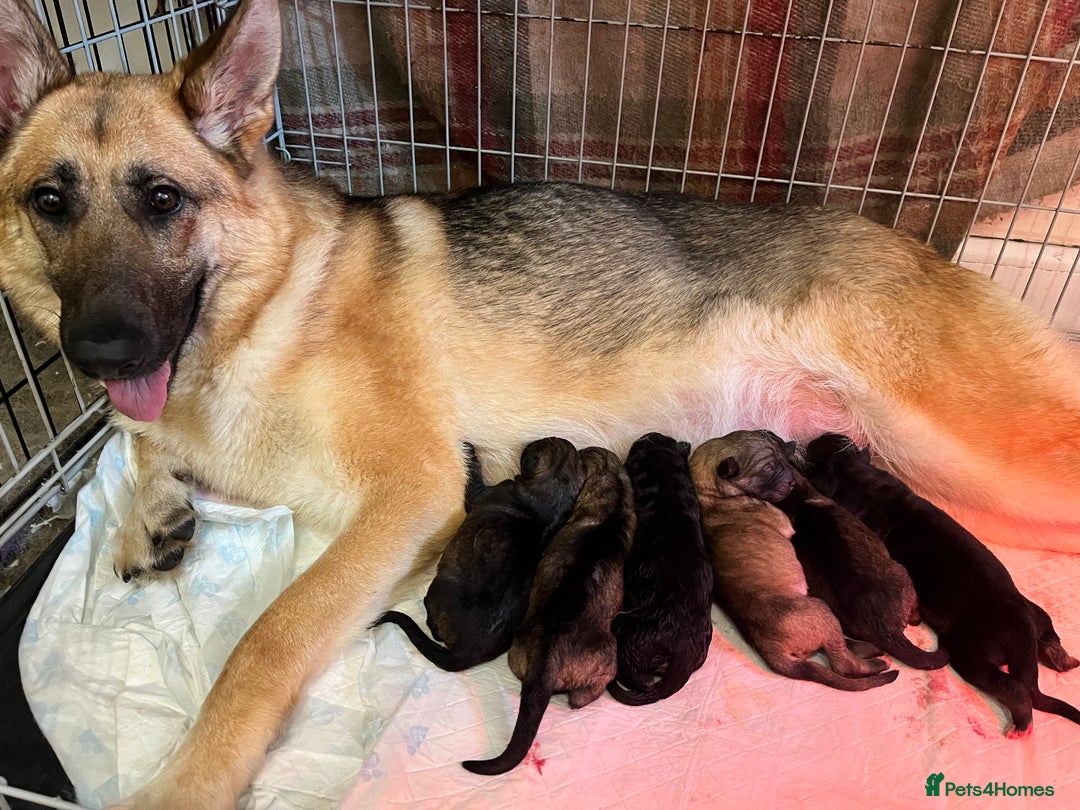German Shepherd dogs for sale: German Shepherds by Shawhhead Shepherds  - Image 16