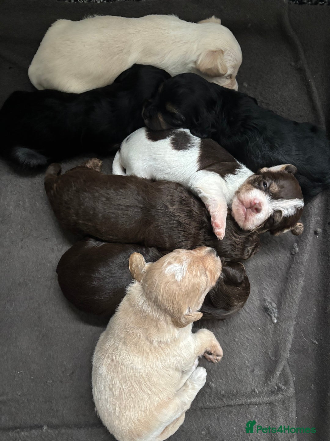 Mixed Breed dogs for sale: Shichon cross dachshund - Image 17