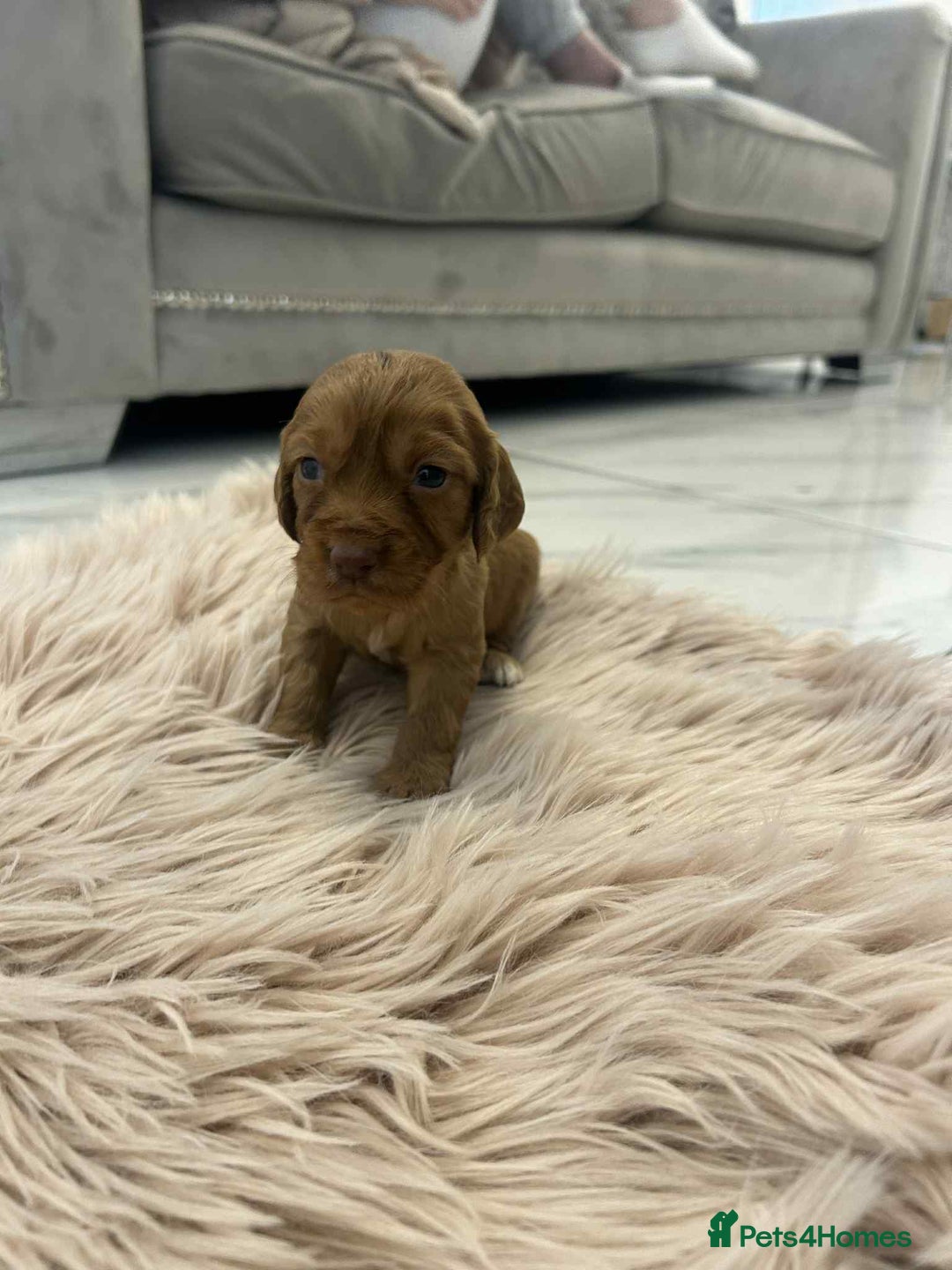 Cocker Spaniel dogs for sale: Gorgeous KC cocker spaniel puppies  - Advert 8