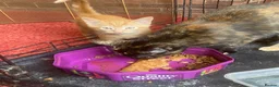 Mixed Breed cats for sale: Glorious Ginger Tom kitten  - Advert 5