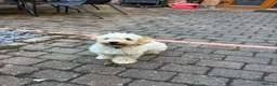 Maltipoo dogs for sale: Maltipoo 7 month old boy  in Leicester - Advert 3