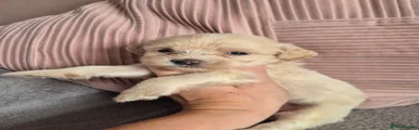 Jackapoo 2