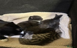 Mixed Breed cats for sale: 3 beautiful kittens for sale!! - Image 5