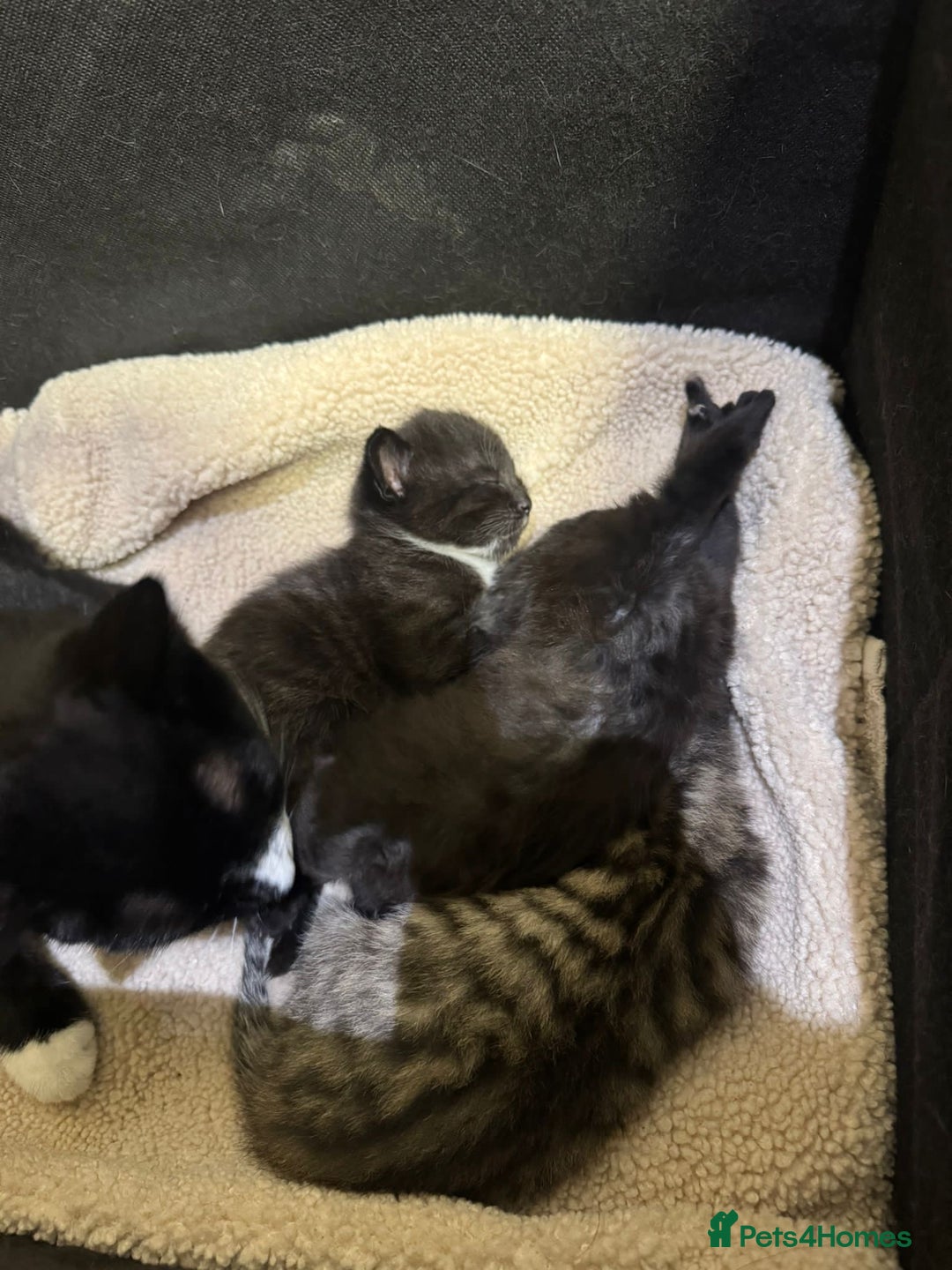 Mixed Breed cats for sale: 3 beautiful kittens for sale!! - Image 5