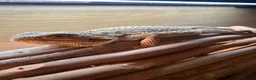 Bearded Dragon reptiles for sale: Male Bearded Dragon for sale  in Bristol - Advert 7