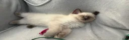 Ragdoll cats for sale: Bluepoint Ragdol female  - Advert 13