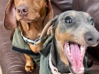 Miniature Dachshund dogs Beautiful Blue and Tan Girl - Advert 1