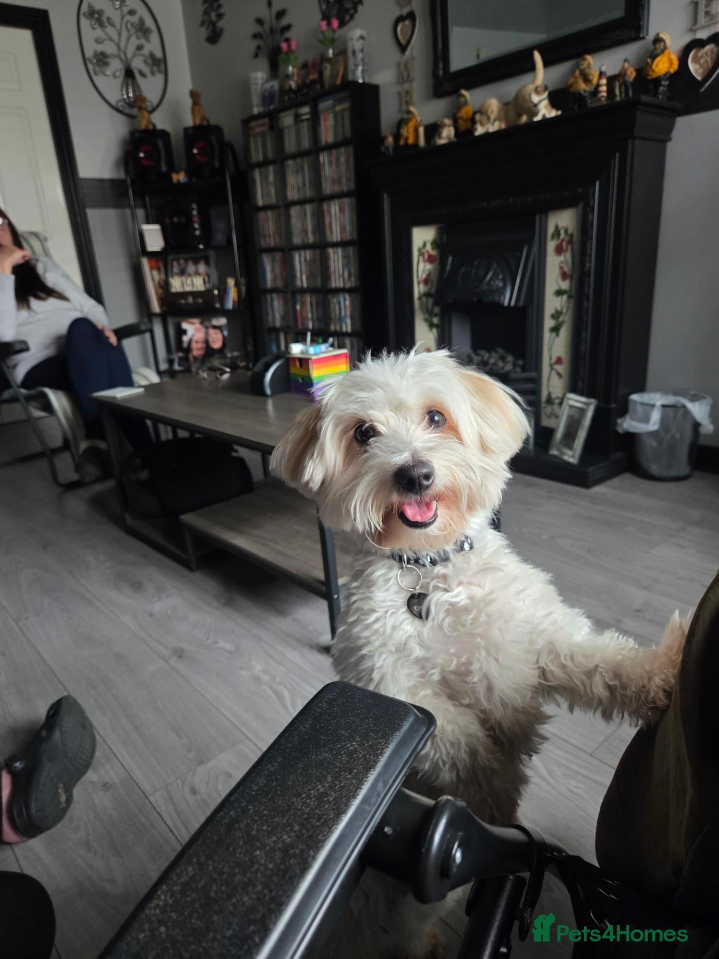 Mixed Breed dogs Bichon Frise  - Advert 1