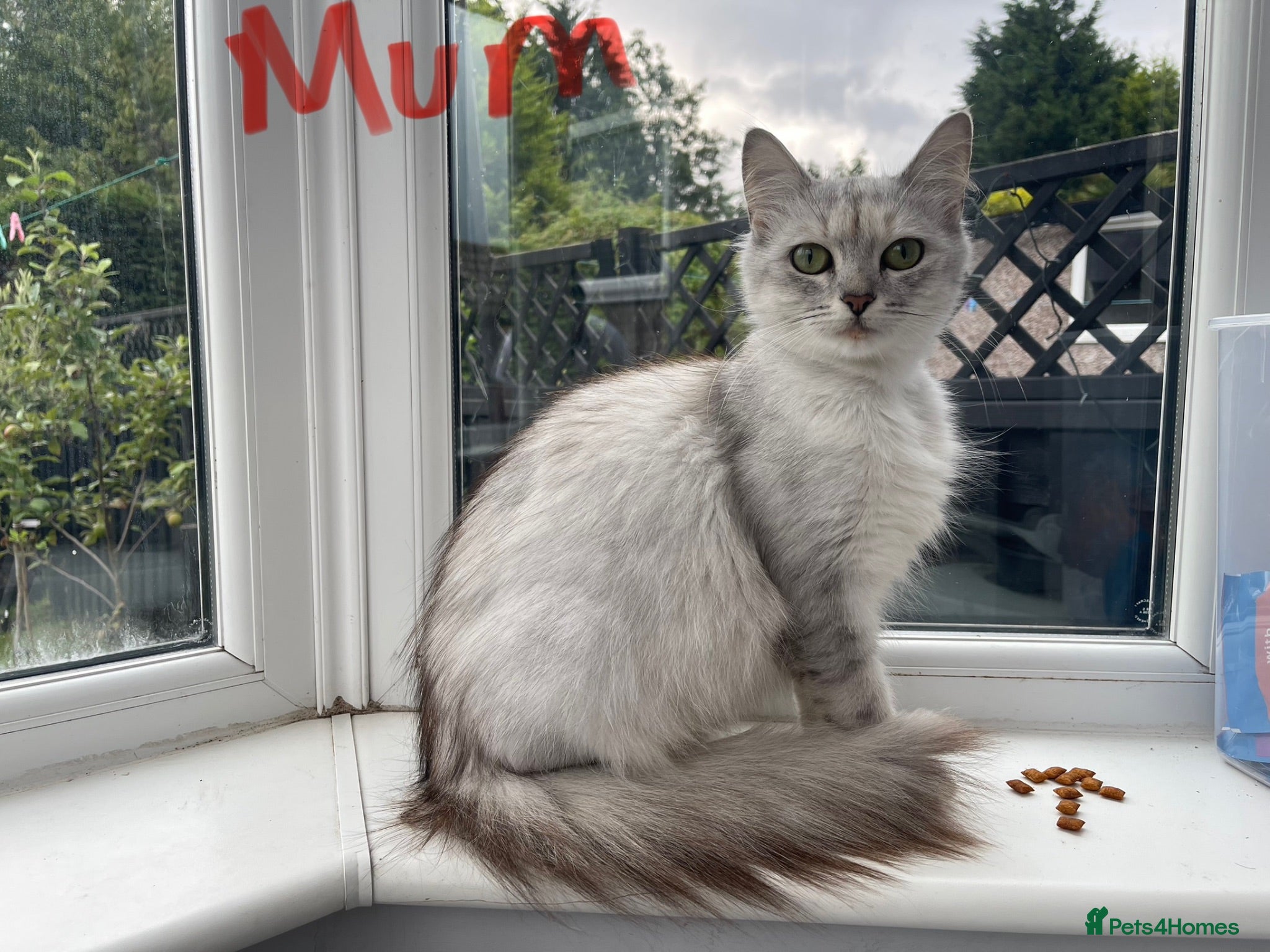 Mixed Breed cats Beautiful Long-Haired Kittens  - Advert 2