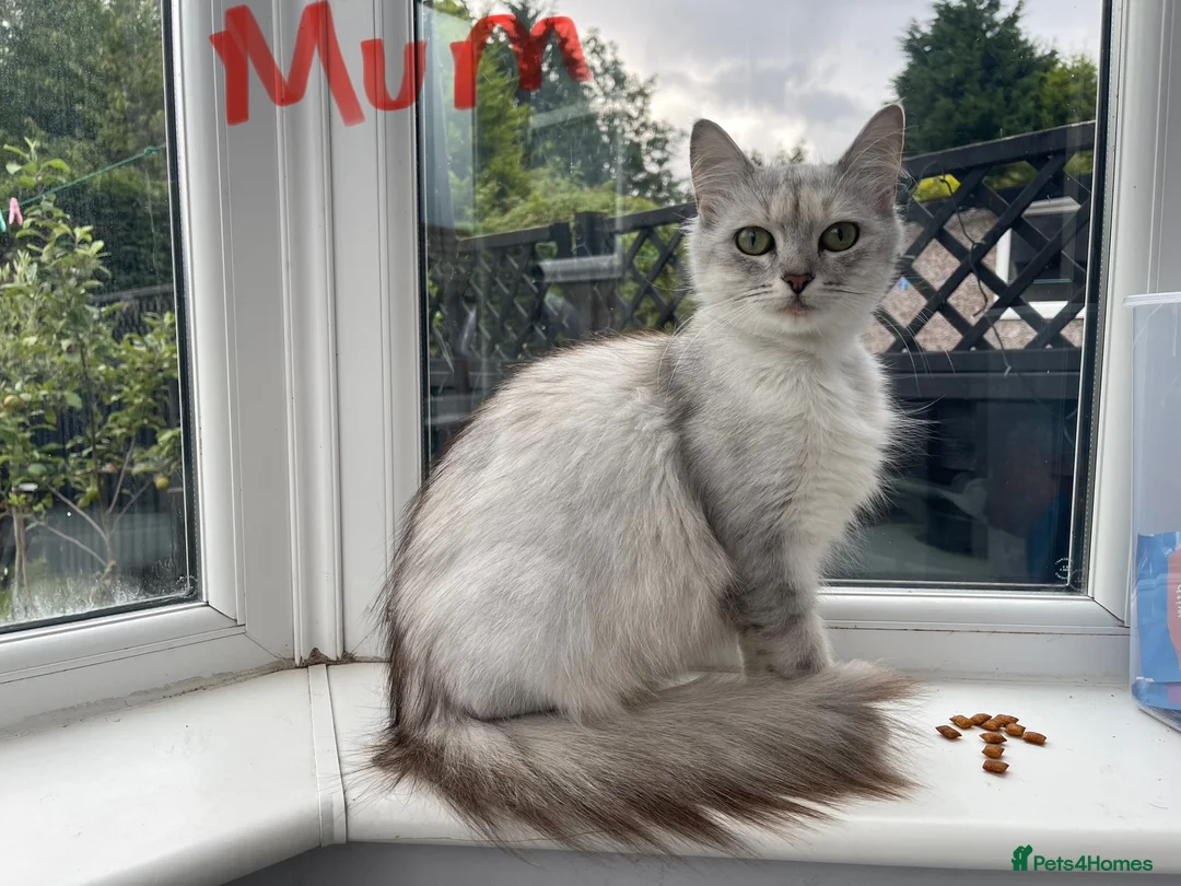 Mixed Breed cats for sale: Beautiful Long-Haired Kittens  - Advert 2