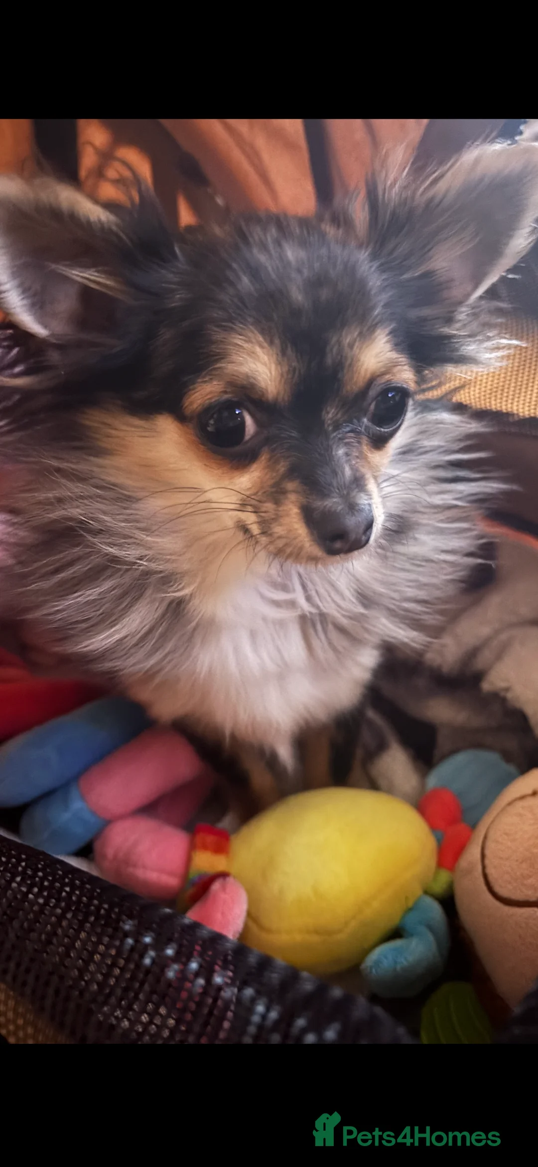 Chihuahua dogs for sale: Beautiful Merle Female Chihuahua  - Advert 3