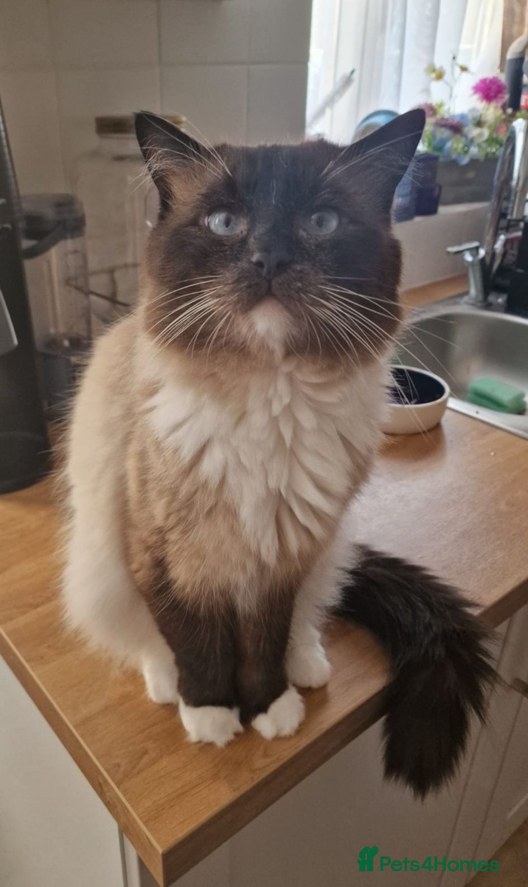 Ragdoll cats for sale: 💞 Beautiful Ragdoll 💞 - Image 22