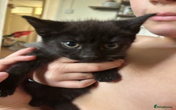 British Shorthair cats for sale: 1 tabby female 1 shaded female ready to go  - Advert 5